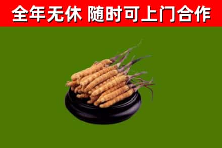 朔州回收冬虫夏草