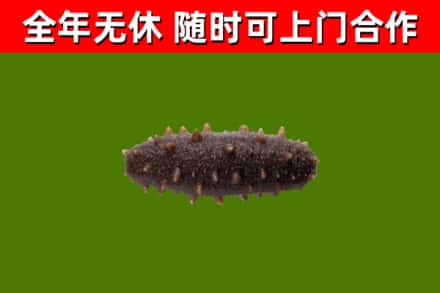 朔州回收海参干